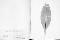 Erysiphe lamprocarpa image